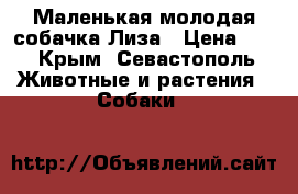 Маленькая молодая собачка Лиза › Цена ­ 1 - Крым, Севастополь Животные и растения » Собаки   